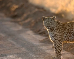 Leopard auf einer Namibia Rundreise