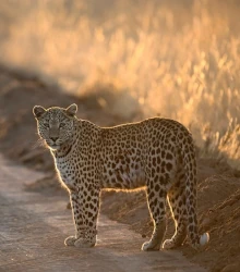 Teaserbild: Damaraland, Geprägte Natur und Wilde Tiere. Eine Region im Herzen Namibias