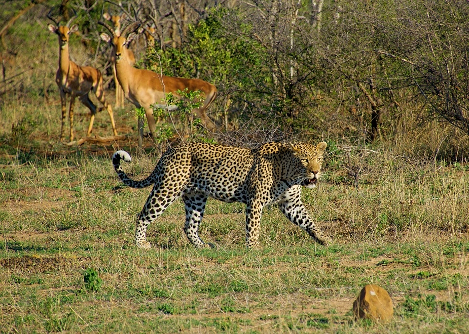 Wilde Leoparden im Caprivi-Zipfel in Namibia